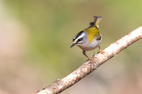 Firecrest, Forest of Dean, April 2024
