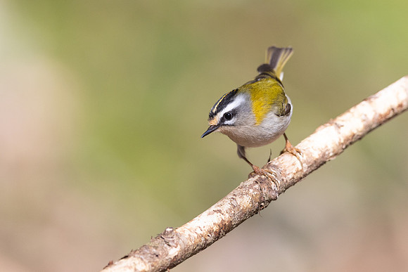 Firecrest, Forest of Dean, April 2024