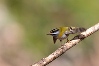 Firecrest, Forest of Dean, April 2024
