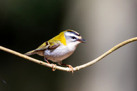 Firecrest, Forest of Dean, April 2024