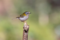 Firecrest, Forest of Dean, April 2024