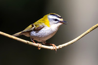 Firecrest, Forest of Dean, April 2024