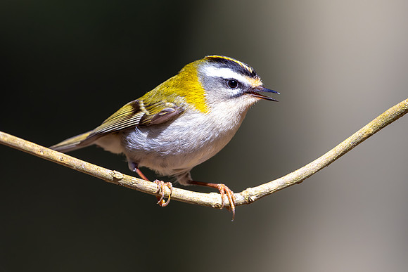 Firecrest, Forest of Dean, April 2024