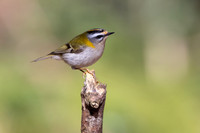 Firecrest, Forest of Dean, April 2024