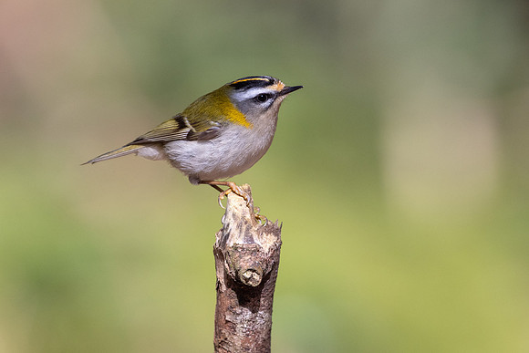 Firecrest, Forest of Dean, April 2024