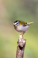 Firecrest, Forest of Dean, April 2024