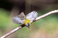 Firecrest, Forest of Dean, April 2024