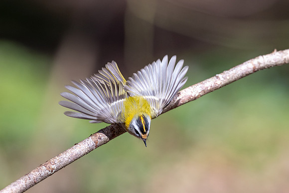 Firecrest, Forest of Dean, April 2024