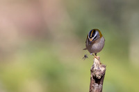 Firecrest, Forest of Dean, April 2024