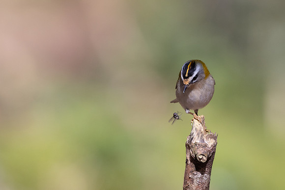 Firecrest, Forest of Dean, April 2024