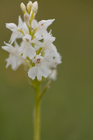 Common Spotted-orchid Orchid, Rudge Hill, June 2024