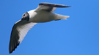 Sabines Gull