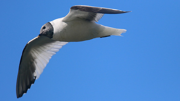 Sabines Gull, Pennington Flash, August 2015.