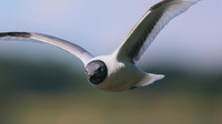 Sabines Gull, Pennington Flash, August 2015