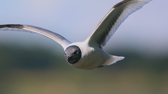 Sabines Gull, Pennington Flash, August 2015