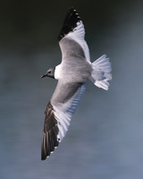 Sabines Gull, Pennington Flash, August 2015