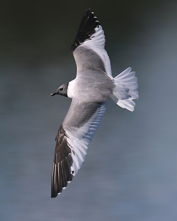 Sabines Gull, Pennington Flash, August 2015