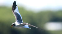 Sabines Gull, Pennington Flash, August 2015