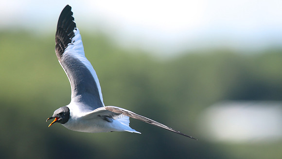 Sabines Gull, Pennington Flash, August 2015