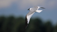 Sabines Gull, Pennington Flash, August 2015