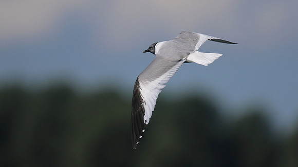Sabines Gull, Pennington Flash, August 2015