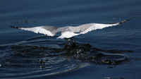 Sabines Gull, Pennington Flash, August 2015