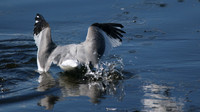 Sabines Gull, Pennington Flash, August 2015