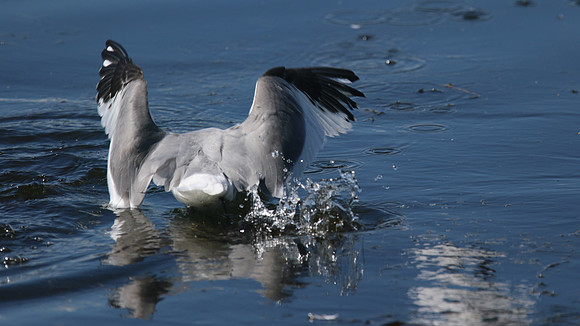 Sabines Gull, Pennington Flash, August 2015