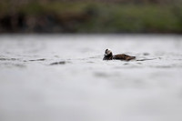 Long-tailed Duck, Raufarhofn, June 2022