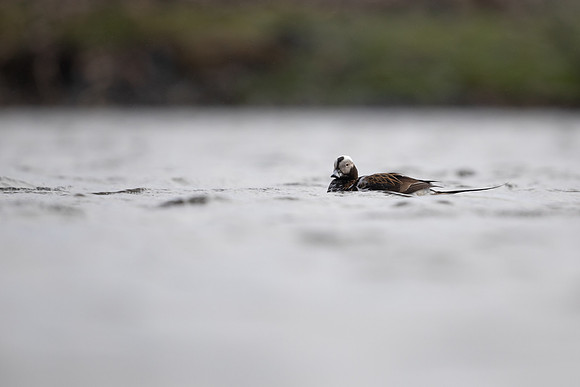 Long-tailed Duck, Raufarhofn, June 2022