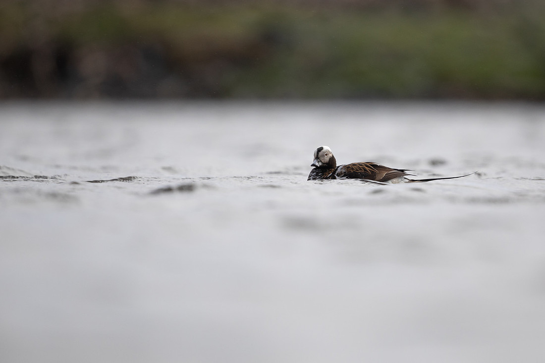 Long-tailed Duck, Raufarhofn, June 2022