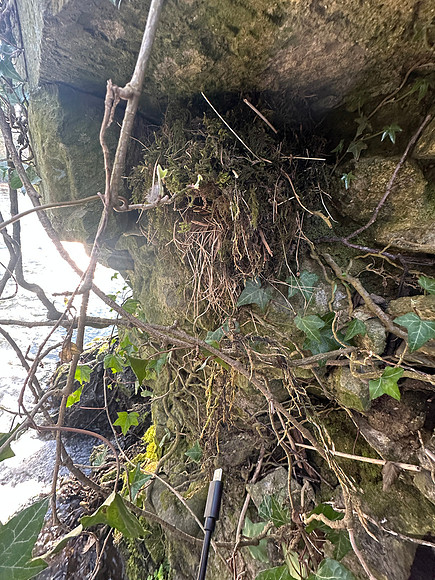 Dipper, Little Avon River, April 2025