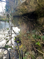Dipper, Little Avon River, April 2025