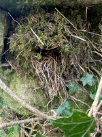 Dipper, Little Avon River, April 2025