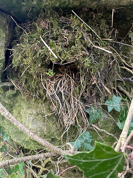 Dipper, Little Avon River, April 2025