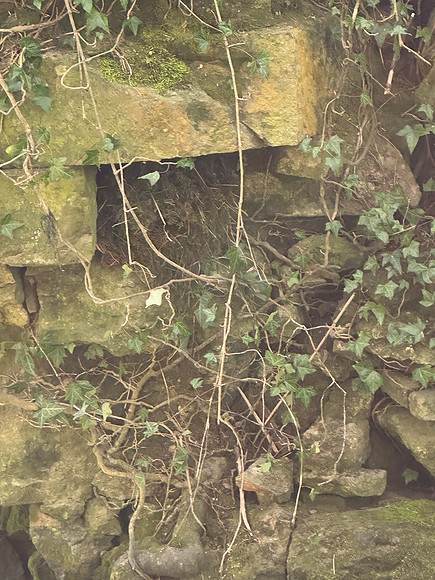 Dipper, Little Avon River, April 2025