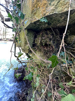 Dipper, Little Avon River, April 2025