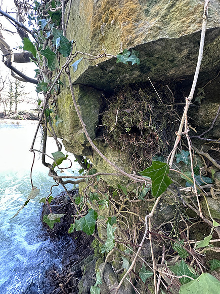 Dipper, Little Avon River, April 2025