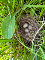 Skylark, Kenfig, June 2024