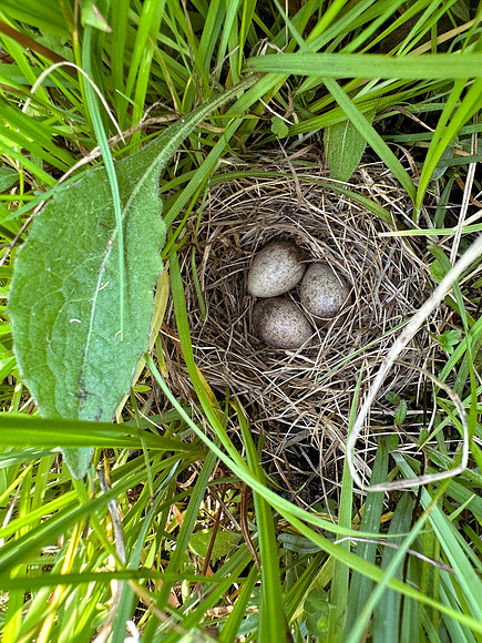 Skylark, Kenfig, June 2024