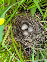 Skylark, Kenfig, June 2024