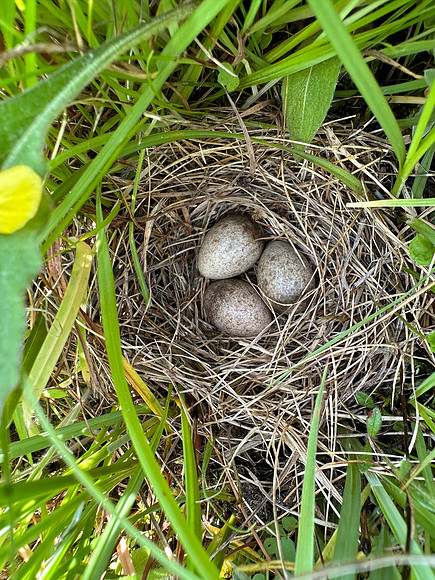 Skylark, Kenfig, June 2024