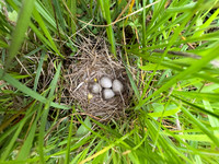 Skylark