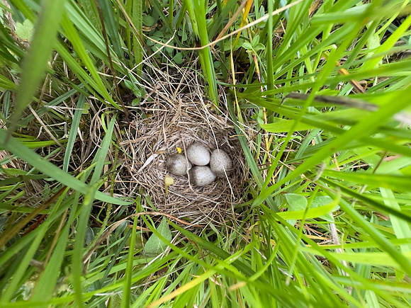 Skylark, Kenfig, June 2024