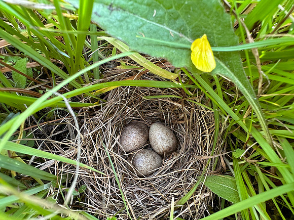 Skylark, Kenfig, June 2024