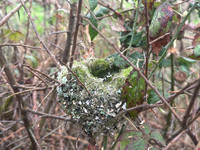 Long-tailed Tit, Thornbury, May 2026