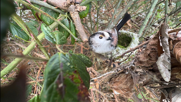 Long-tailed Tit, Thornbury, May 2026