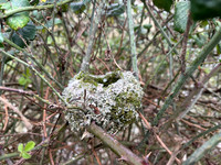 Long-tailed Tit