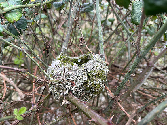 Long-tailed Tit, Thornbury, May 2026