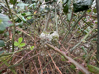 Long-tailed Tit, Thornbury, May 2026